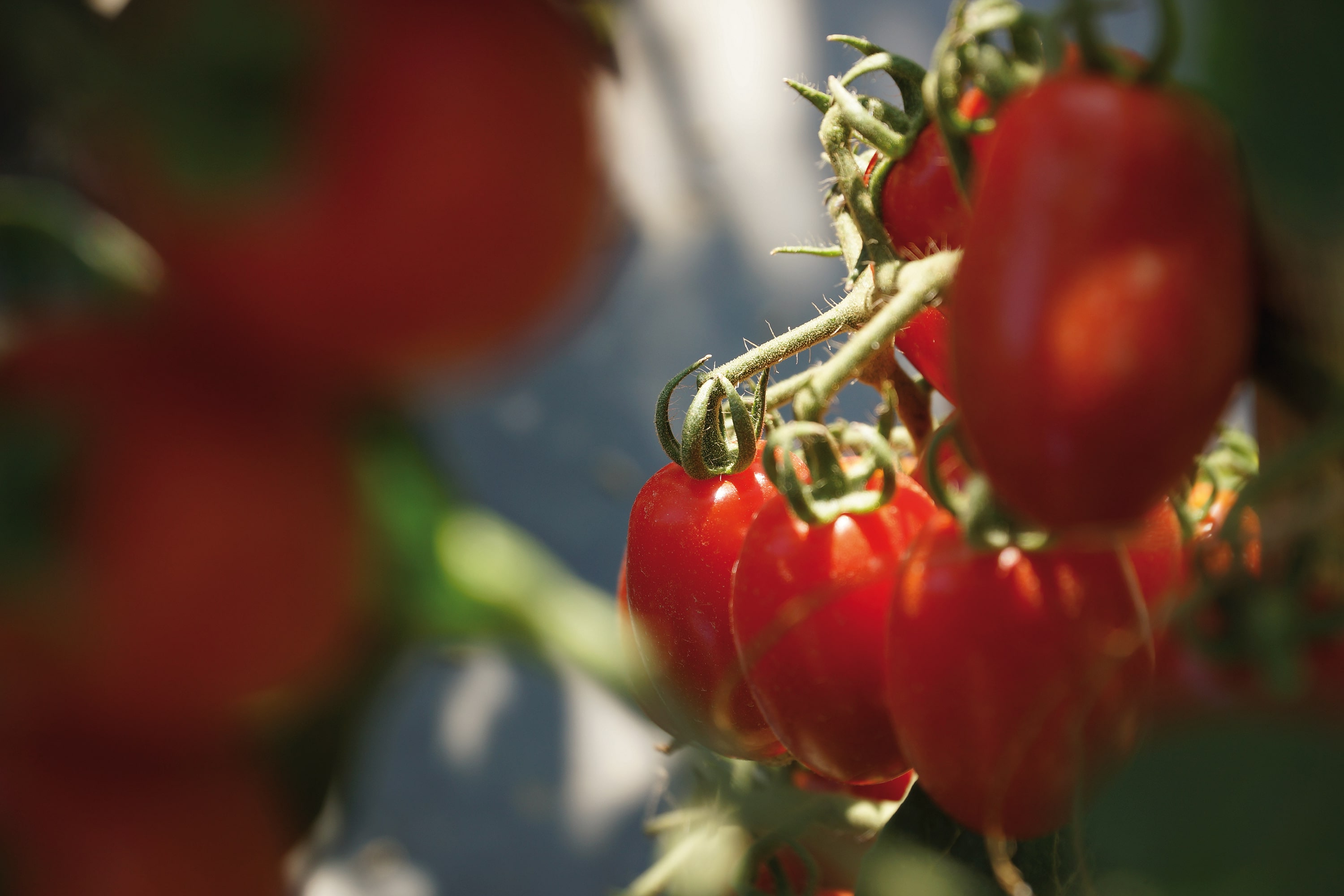 Die Tomate, das weltweit meist verzehrte Gemüse