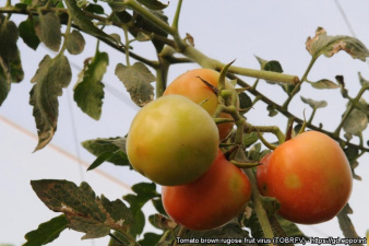 Tobrfv_Tomate