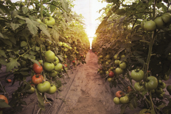 Tomate