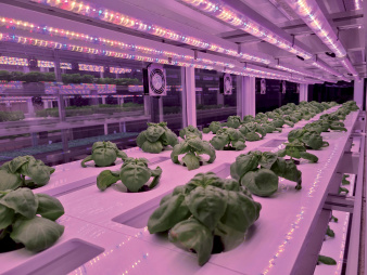 vertical_farming_voltz_maraichage