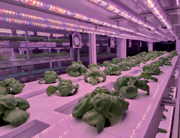 Vertical farming